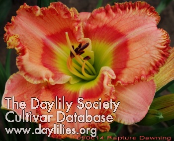 Daylily Rapture Dawning